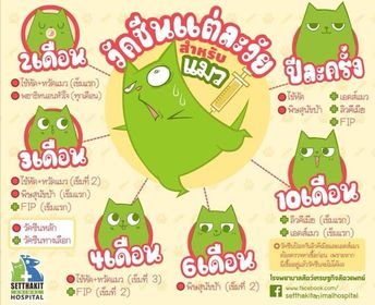 โปรแกรมวัคซีนสำหรับแมว โปรแกรมวัคซีนสำหรับแมว
