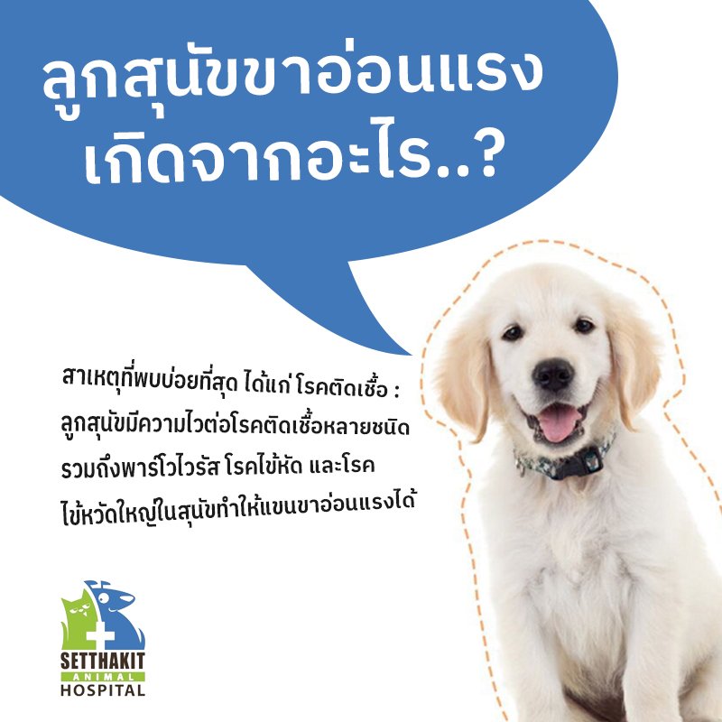ลูกสุนัขขาอ่อนแรงเกิดจากอะไร - โรงพยาบาลสัตว์เศรษฐกิจสัตวแพทย์ ลูกสุนัขขาอ่อนแรงเกิดจากอะไร - โรงพยาบาลสัตว์เศรษฐกิจสัตวแพทย์