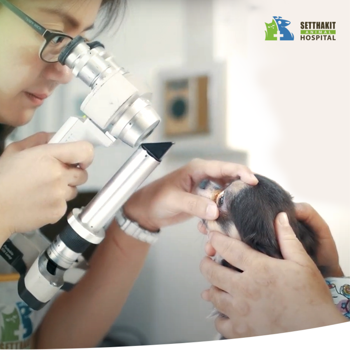 ยาหยอดตา สุนัข ยาหยอดตา สุนัข