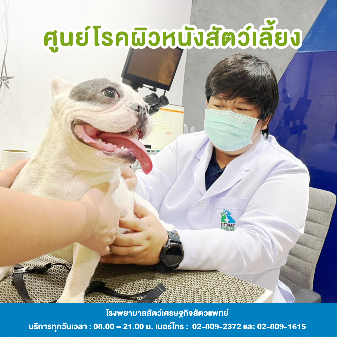 ศูนย์โรคผิวหนังสัตว์เลี้ยง - โรงพยาบาลสัตว์เศรษฐกิจสัตวแพทย์ ศูนย์โรคผิวหนังสัตว์เลี้ยง - โรงพยาบาลสัตว์เศรษฐกิจสัตวแพทย์