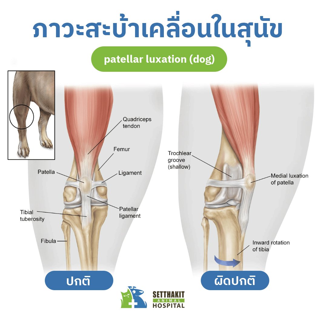 patellar luxation dog patellar luxation dog