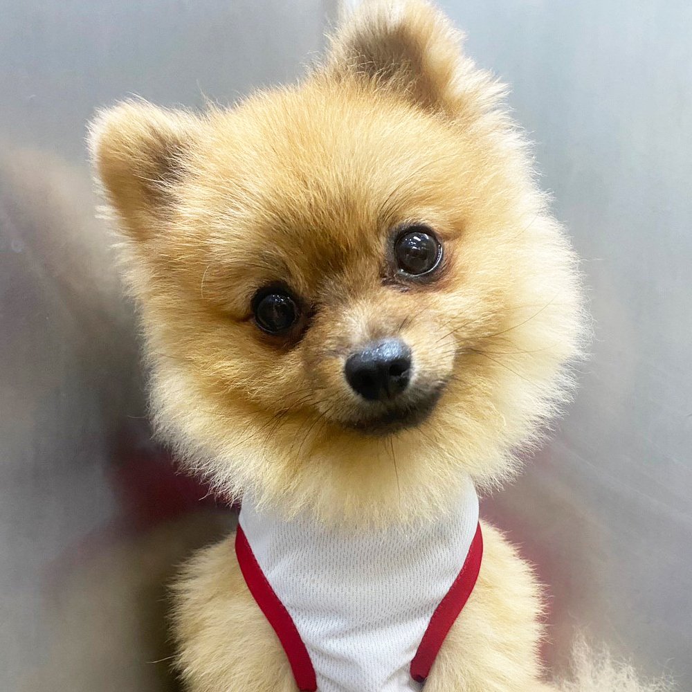 ท่อน้ำตาอุดตันในสุนัข - โรงพยาบาลสัตว์เศรษฐกิจสัตวแพทย์