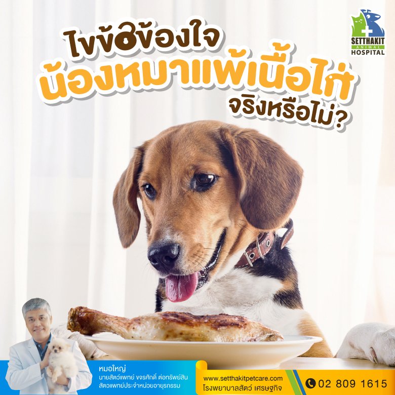 ไขข้อข้องใจน้องหมาเเพ้เนื้อไก่จริงหรือไม่