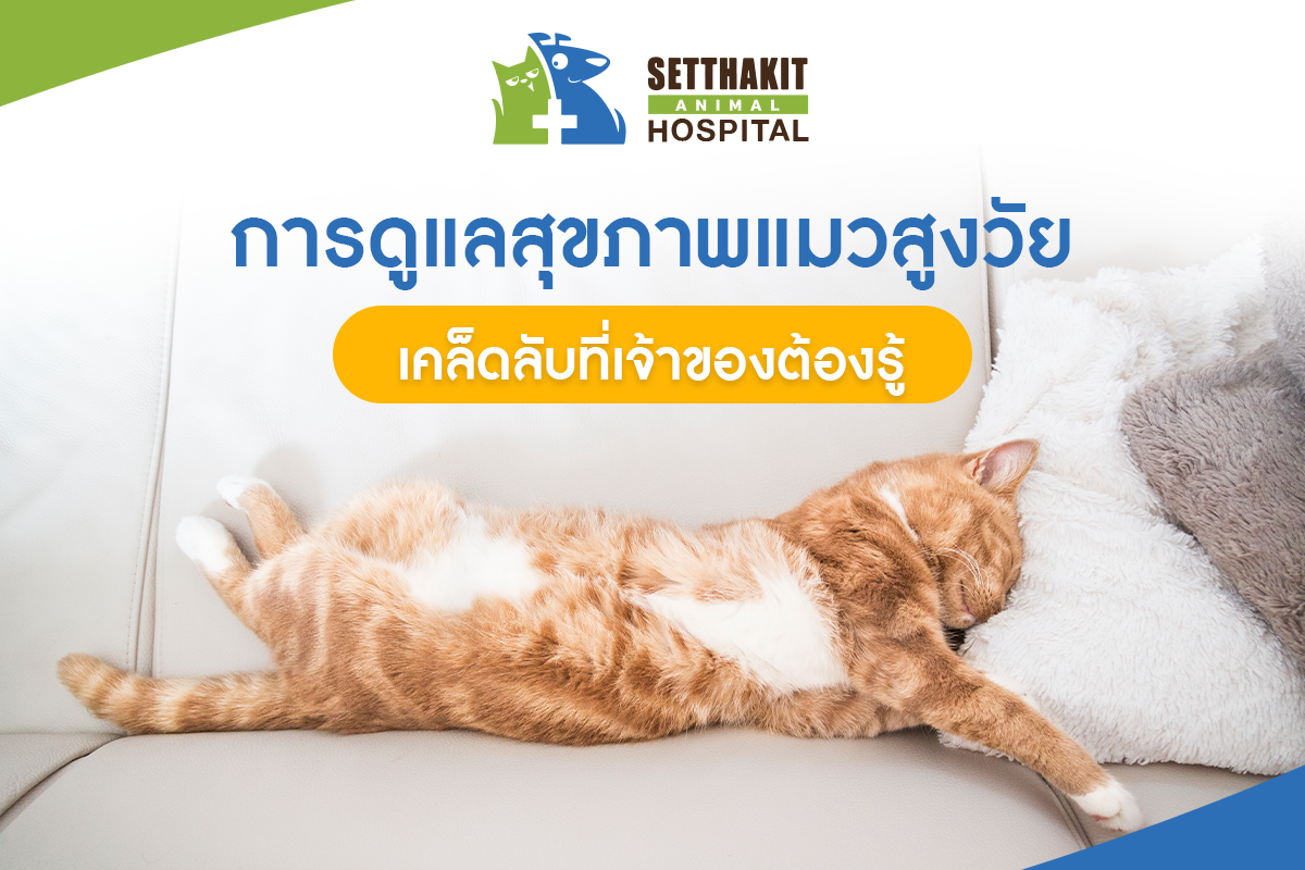 การดูแลสุขภาพแมวสูงวัย: เคล็ดลับที่เจ้าของต้องรู้ การดูแลสุขภาพแมวสูงวัย: เคล็ดลับที่เจ้าของต้องรู้