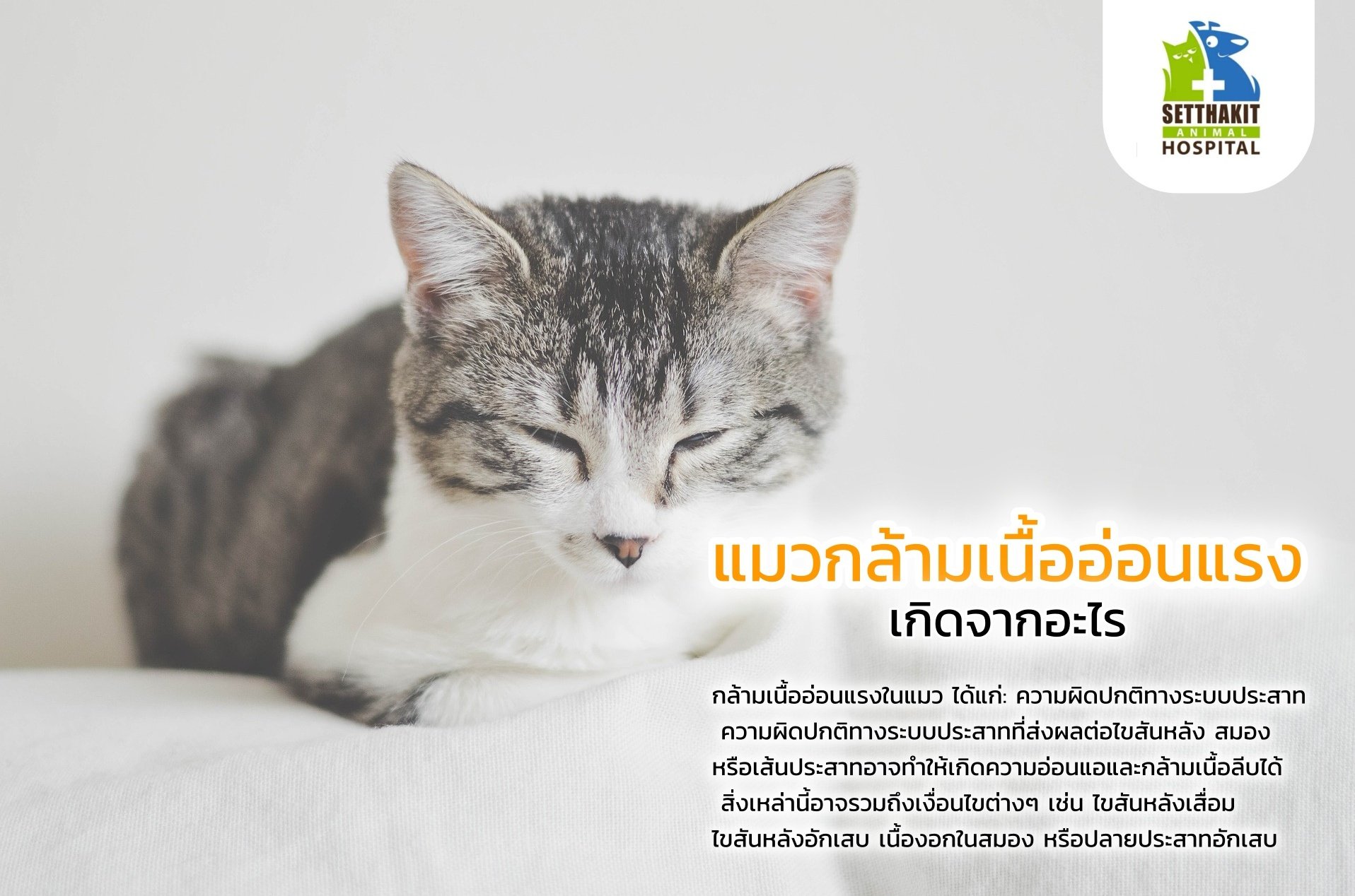แมวเดินไม่ได้ แมวเดินไม่ได้