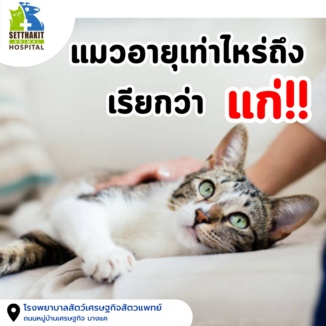 แก่ ! ใครๆ ก็ไม่อยากได้ยิน แล้วอายุเท่าไหรถึงเรียกว่า " แก่ " แก่ ! ใครๆ ก็ไม่อยากได้ยิน แล้วอายุเท่าไหรถึงเรียกว่า " แก่ "