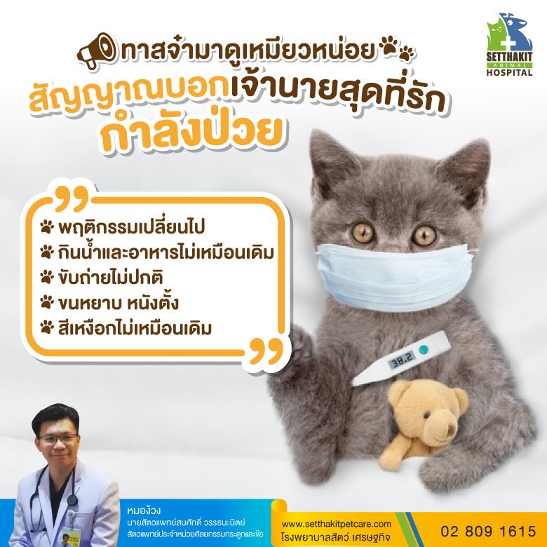 แมวป่วย แมวป่วย