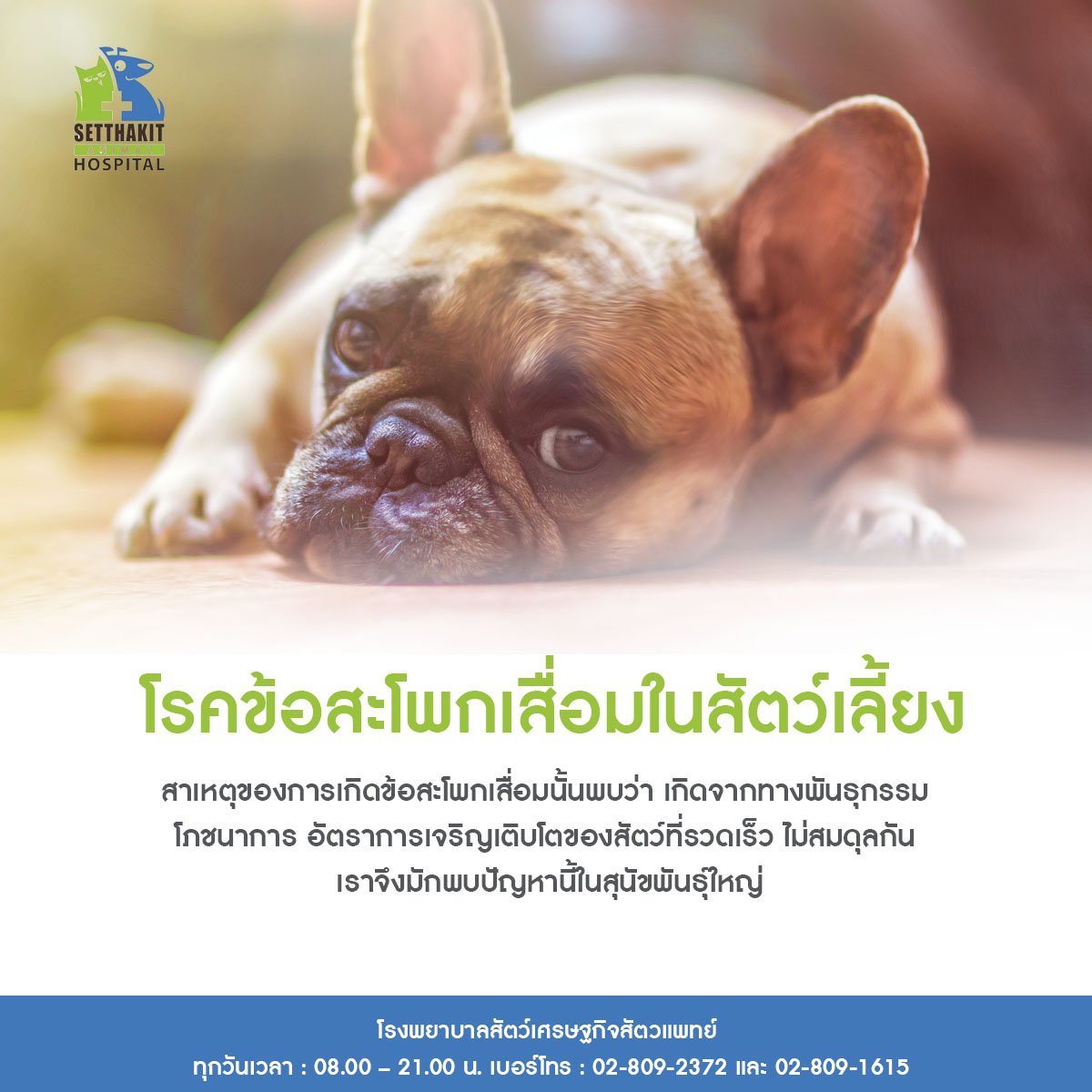 โรคข้อสะโพกเสื่อมในสัตว์เลี้ยง  - โรงพยาบาลสัตว์เศรษฐกิจสัตวแพทย์ โรคข้อสะโพกเสื่อมในสัตว์เลี้ยง  - โรงพยาบาลสัตว์เศรษฐกิจสัตวแพทย์