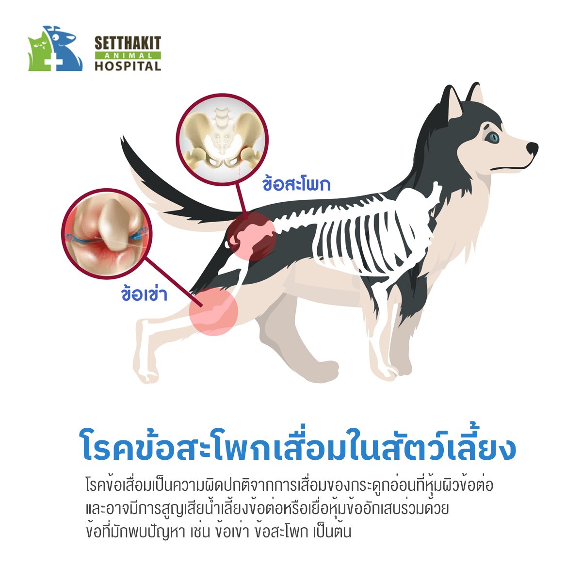 การรักษา โรคข้อสะโพกเสื่อมในสัตว์เลี้ยง การรักษา โรคข้อสะโพกเสื่อมในสัตว์เลี้ยง