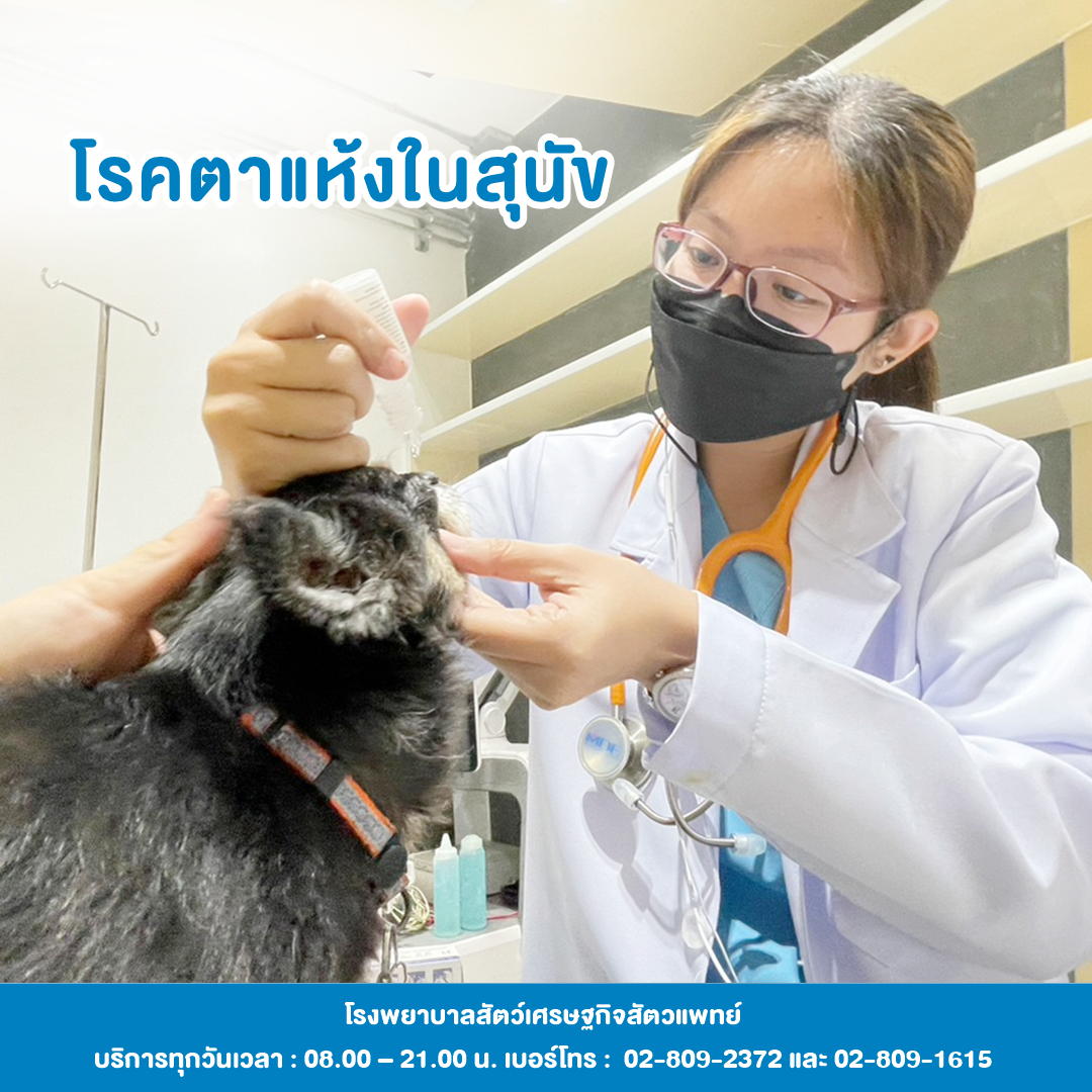 อาการของโรคตาแห้ง คือ การกระพริบตาถี่ๆ เส้นเลือดที่เยื่อตาขาวบวมใหญ่ เยี่อตาขาวบวม หนังตาที่สามโผล่ยื่น ขี้ตาเมือกหรือเป็นหนอง กระจกตามีเส้นเลือด เม็ดสี หรือเป็นแผลหลุม (ในกรณีที่เป็นเรื้อรัง) อาการเหล่านี้หากเป็นรุนแรงจะส่งผลให้การมองเห็นลดลง อาการของโรคตาแห้ง คือ การกระพริบตาถี่ๆ เส้นเลือดที่เยื่อตาขาวบวมใหญ่ เยี่อตาขาวบวม หนังตาที่สามโผล่ยื่น ขี้ตาเมือกหรือเป็นหนอง กระจกตามีเส้นเลือด เม็ดสี หรือเป็นแผลหลุม (ในกรณีที่เป็นเรื้อรัง) อาการเหล่านี้หากเป็นรุนแรงจะส่งผลให้การมองเห็นลดลง