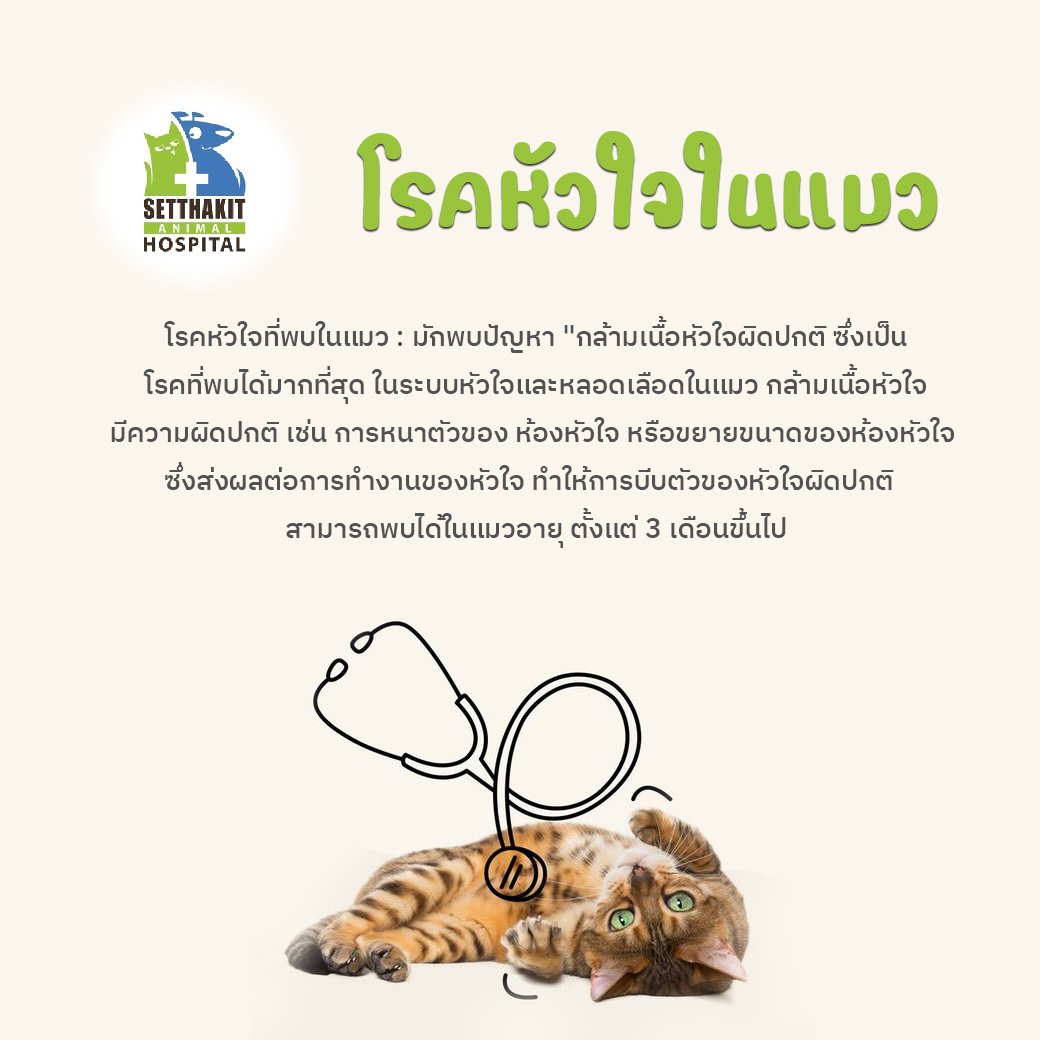 โรคหัวใจที่พบในแมว :  มักพบปัญหา "กล้ามเนื้อหัวใจผิดปกติ" ซึ่งเป็นโรคที่พบได้มากที่สุดในระบบหัวใจและหลอดเลือดในแมว กล้ามเนื้อหัวใจมีความผิดปกติ เช่น การหนาตัวของห้องหัวใจ หรือขยายขนาดของห้องหัวใจ ซึ่งส่งผลต่อการทำงานของหัวใจ ทำให้การบีบตัวของหัวใจผิดปกติ 