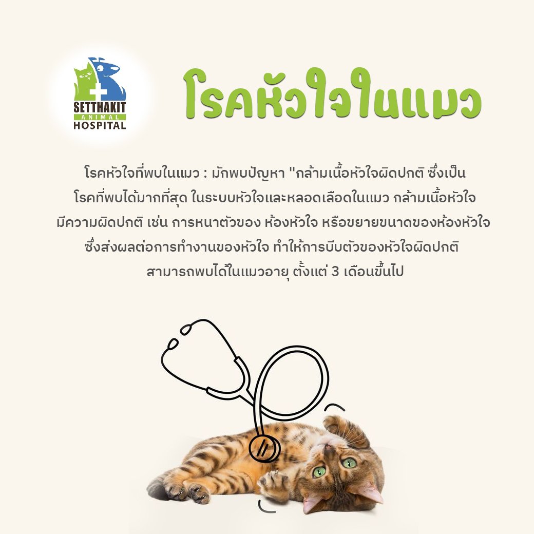 โรคหัวใจที่พบในแมว :  มักพบปัญหา "กล้ามเนื้อหัวใจผิดปกติ" ซึ่งเป็นโรคที่พบได้มากที่สุดในระบบหัวใจและหลอดเลือดในแมว กล้ามเนื้อหัวใจมีความผิดปกติ เช่น การหนาตัวของห้องหัวใจ หรือขยายขนาดของห้องหัวใจ ซึ่งส่งผลต่อการทำงานของหัวใจ ทำให้การบีบตัวของหัวใจผิดปกติ  โรคหัวใจที่พบในแมว :  มักพบปัญหา "กล้ามเนื้อหัวใจผิดปกติ" ซึ่งเป็นโรคที่พบได้มากที่สุดในระบบหัวใจและหลอดเลือดในแมว กล้ามเนื้อหัวใจมีความผิดปกติ เช่น การหนาตัวของห้องหัวใจ หรือขยายขนาดของห้องหัวใจ ซึ่งส่งผลต่อการทำงานของหัวใจ ทำให้การบีบตัวของหัวใจผิดปกติ