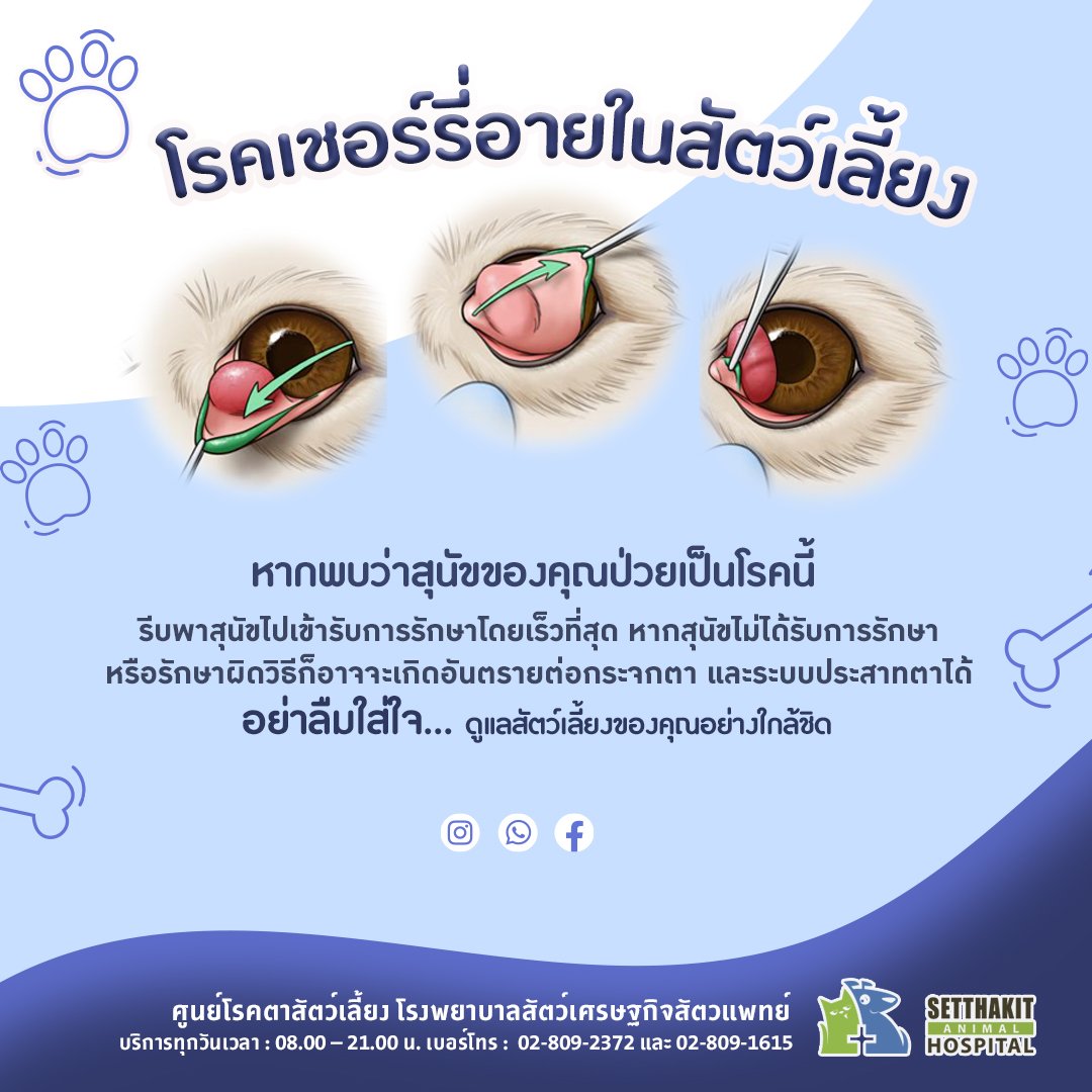 เชอรี่อาย ศูนย์โรคตา รพส เศรษฐกิจสัตวแพทย์ เชอรี่อาย ศูนย์โรคตา รพส เศรษฐกิจสัตวแพทย์