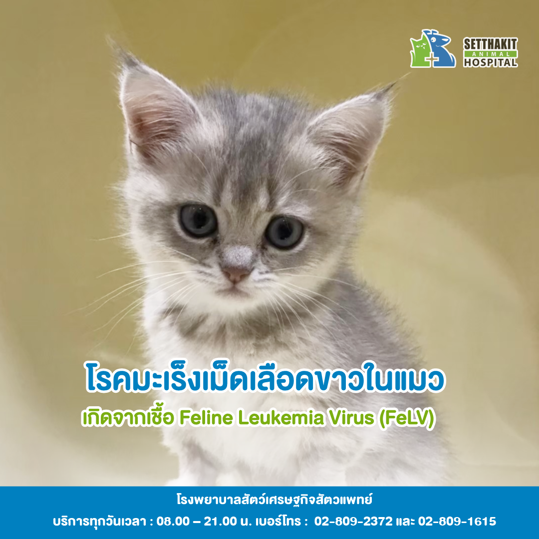 โรคมะเร็งเม็ดเลือดขาวในแมว โรคมะเร็งเม็ดเลือดขาวในแมว