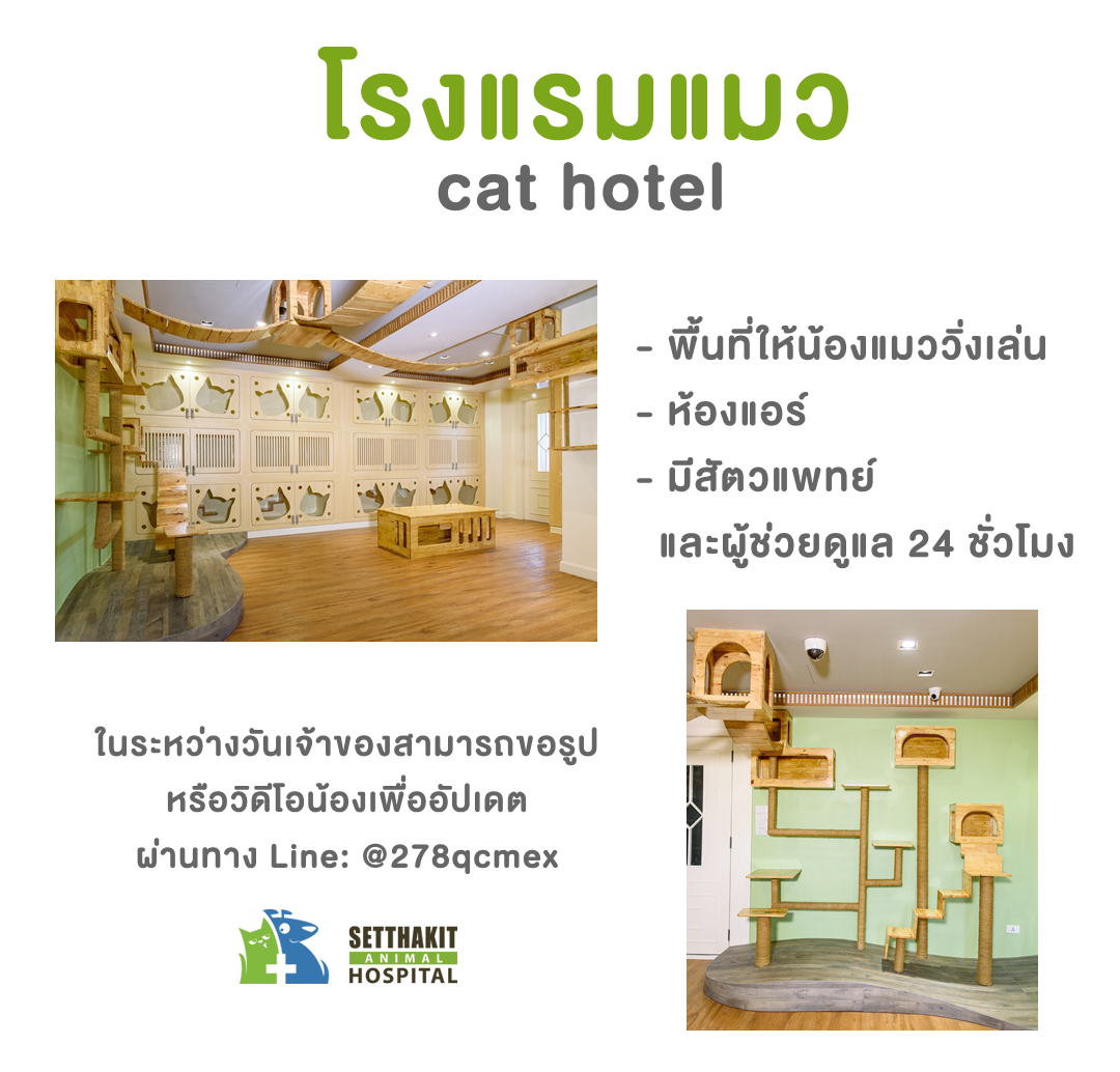 โรงแรมแมว (Cat Hotel) - โรงพยาบาลสัตว์เศรษฐกิจสัตวแพทย์ 