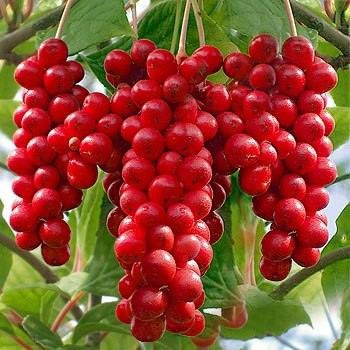 โหงวบี่จี้ (Schisandra chinensis) โหงวบี่จี้ (Schisandra chinensis)