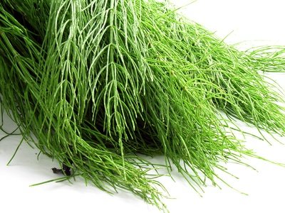 หญ้าหางม้า (Horsetail) หญ้าหางม้า (Horsetail)