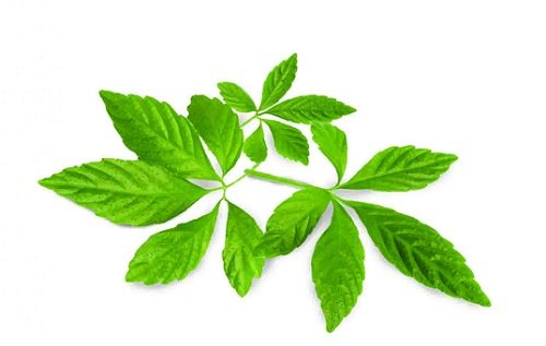 เจียวกู่หลาน ( Jiaogulan ) เจียวกู่หลาน ( Jiaogulan )