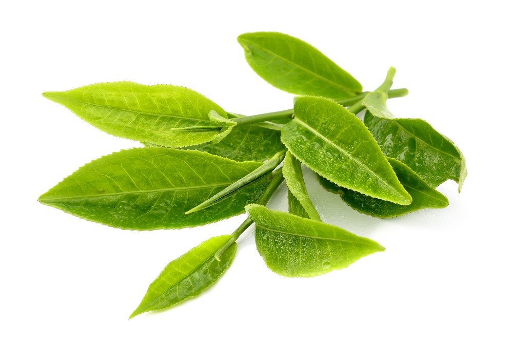สารสกัดจากใบชาเขียว ( Green tea leaf extract)