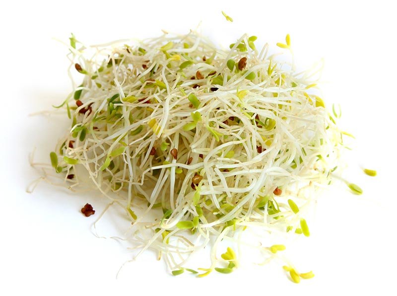 อัลฟัลฟ่า ( Alfalfa, Lucerne )  อัลฟัลฟ่า ( Alfalfa, Lucerne )