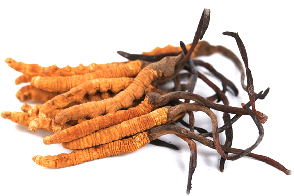ตังถั่งเฉ้า (Cordycep) ตังถั่งเฉ้า (Cordycep)