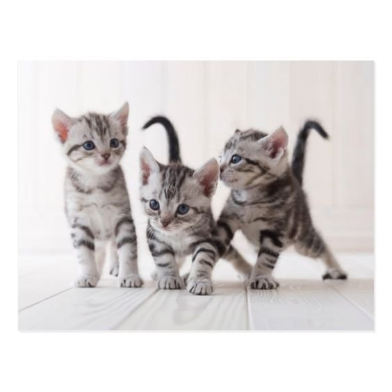 แมวสายพันธุ์อเมริกัน ช็อตแฮร์ (American Shorthair)