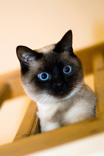 แมวสายพันธุ์วิเชียรมาศ  (Siamese) 