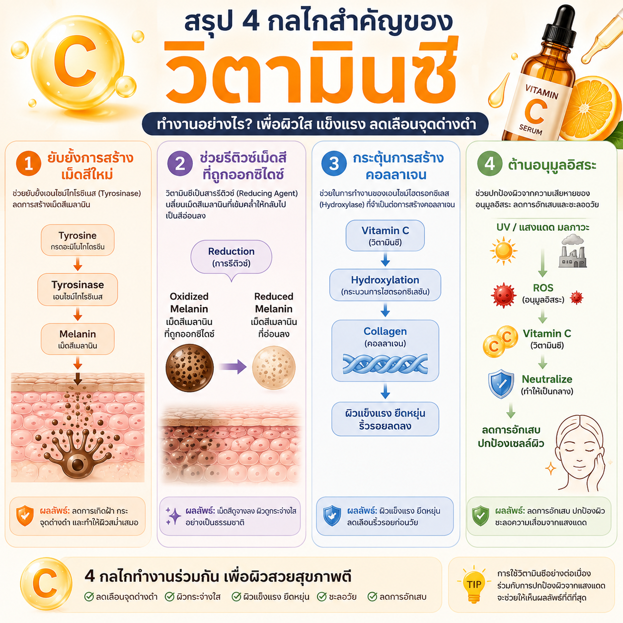 วิตามินซีทำงานอย่างไร? 