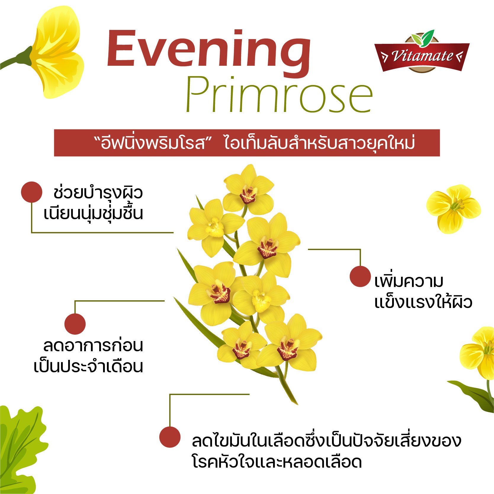 ไขความลับ “อีฟนิ่งพริมโรส” เคล็ดลับจากธรรมชาติเพื่อสาวๆ ยุคใหม่ ไขความลับ “อีฟนิ่งพริมโรส” เคล็ดลับจากธรรมชาติเพื่อสาวๆ ยุคใหม่