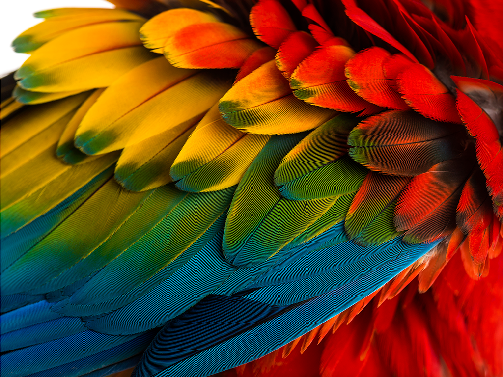 The 10 Most Beautiful Parrots In The World