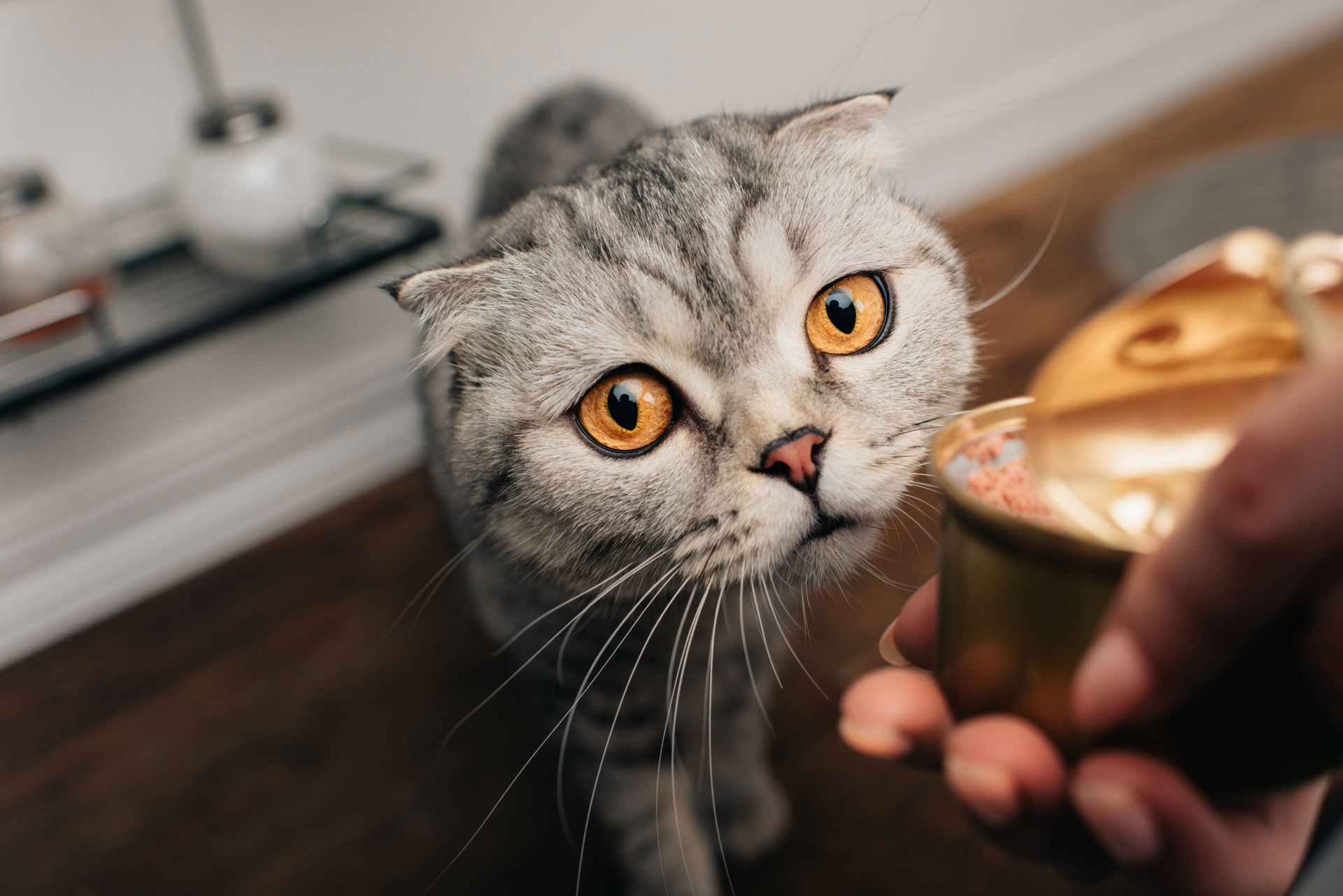 How do you get your cat to not eat?