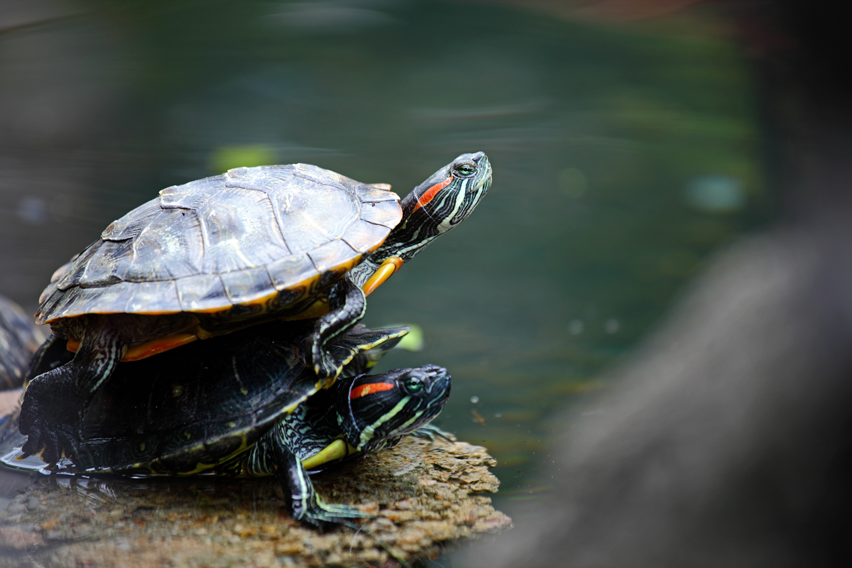 Complete Guide to Caring for Turtle