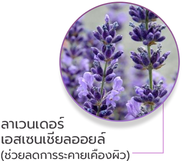 Benefits of Lavender Essential Oil