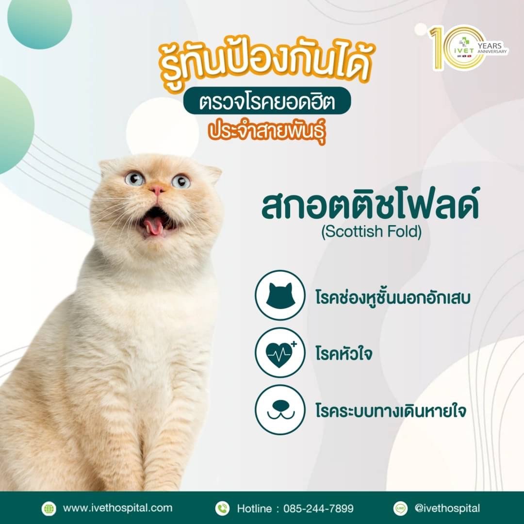 สายพันธุ์ สก๊อตทิช โฟลด์ - Ivethospital