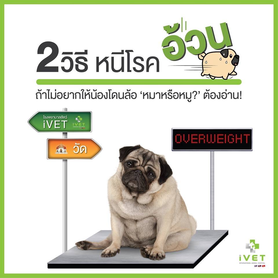 2 วิธี หนีโรคอ้วน!  2 วิธี หนีโรคอ้วน!