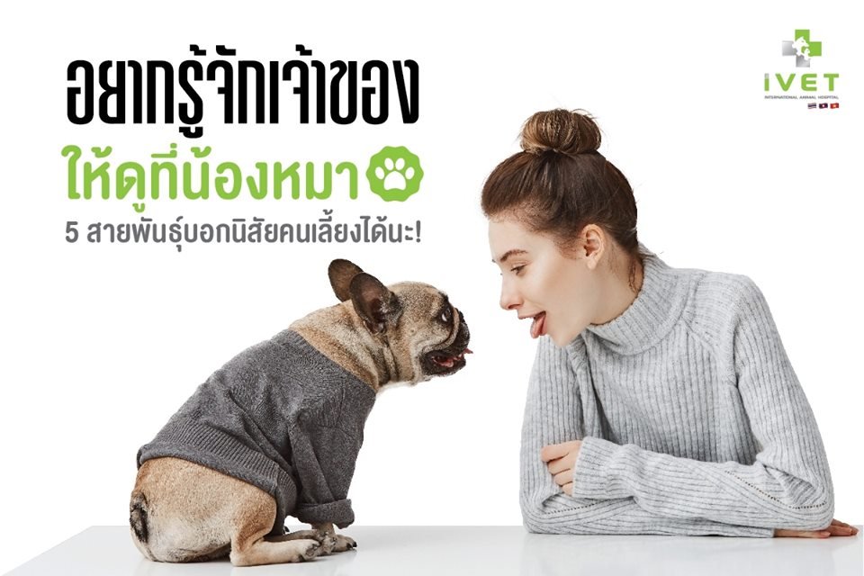 อยากรู้จักเจ้าของ ให้ดูที่น้องหมา “ 5 สายพันธุ์บอกนิสัยคนเลี้ยงได้นะ!  อยากรู้จักเจ้าของ ให้ดูที่น้องหมา “ 5 สายพันธุ์บอกนิสัยคนเลี้ยงได้นะ!