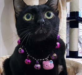 เด็กชายเขี้ยวกุด แต่เดิมมีปัญหาการเจริญของโครงสร้างกระดูกที่ผิดปกติ เด็กชายเขี้ยวกุด แต่เดิมมีปัญหาการเจริญของโครงสร้างกระดูกที่ผิดปกติ