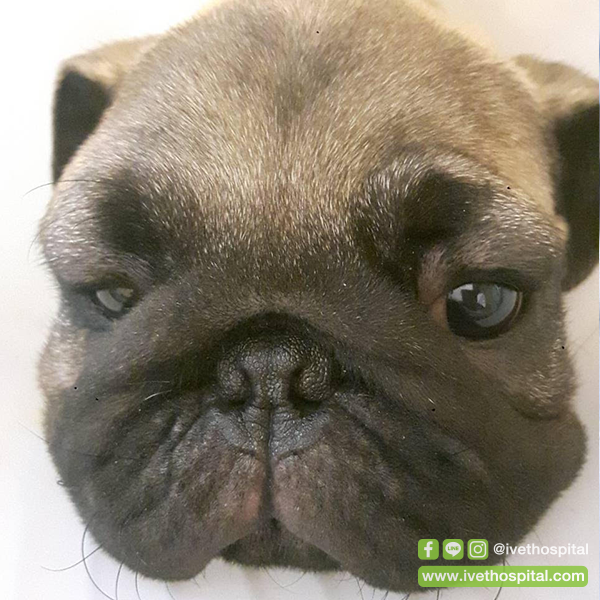 ข้าวเหนียว "ปั๊กหนุ่มหน้าบวมกับอาการแพ้" ข้าวเหนียว "ปั๊กหนุ่มหน้าบวมกับอาการแพ้"