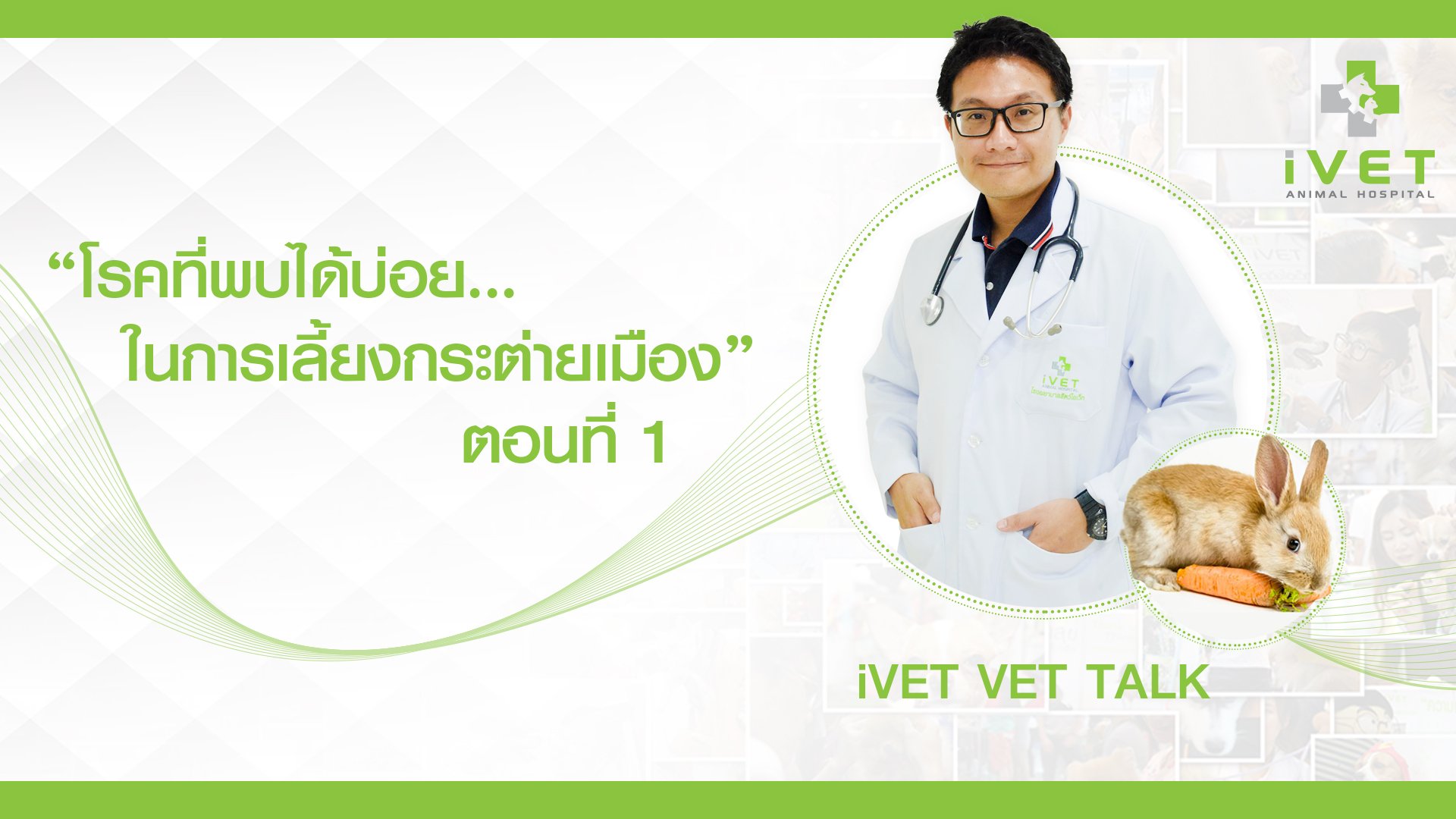 โรคที่พบบ่อยในการเลี้ยงกระต่ายเมือง ตอนที่ 1 โรคที่พบบ่อยในการเลี้ยงกระต่ายเมือง ตอนที่ 1