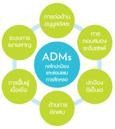 กลไกการป้องกันการแก่ชรา ADMs นู สกิน วายสแปน nu skin ageloc yspan 1 กลไกการป้องกันการแก่ชรา ADMs นู สกิน วายสแปน nu skin ageloc yspan 1