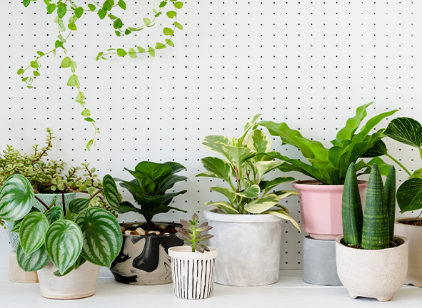 Plant pots, how to choose the right one for your plants