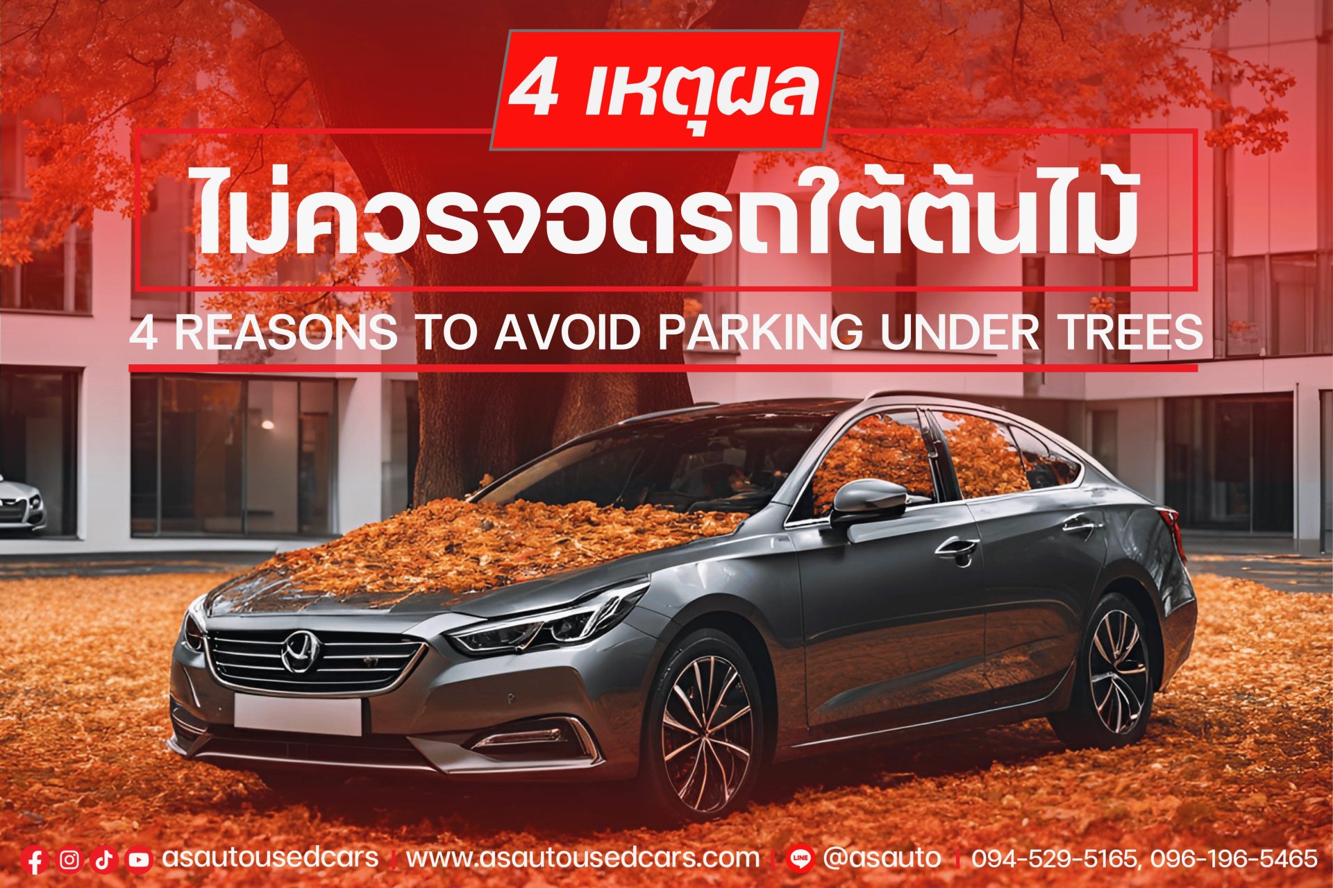 Four reasons to avoid parking under trees Four reasons to avoid parking under trees