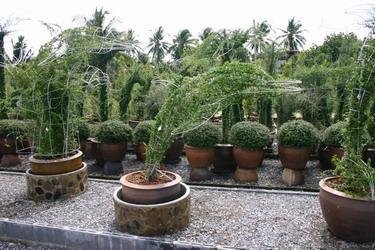 ความหมายของการจัดสวน ความหมายของการจัดสวน