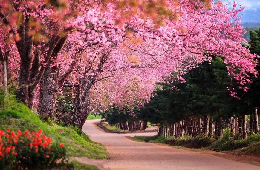 รวมสถานที่ชมดอกนางพญาเสือโคร่งเมืองไทย รวมสถานที่ชมดอกนางพญาเสือโคร่งเมืองไทย