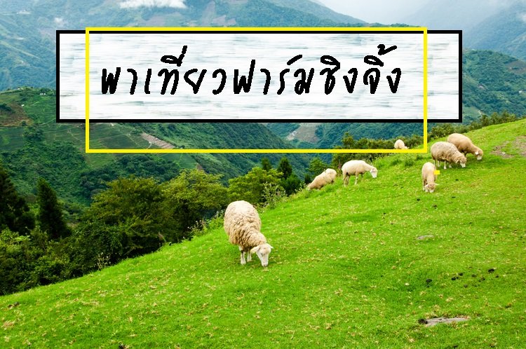 ฟาร์มชิงจิ้ง ฟาร์มชิงจิ้ง