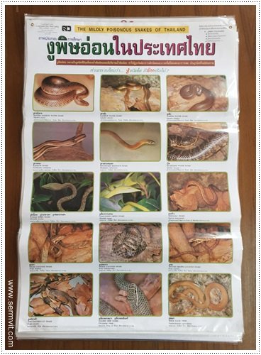 โปสเตอร์ งูพิษอ่อนในประเทศไทย