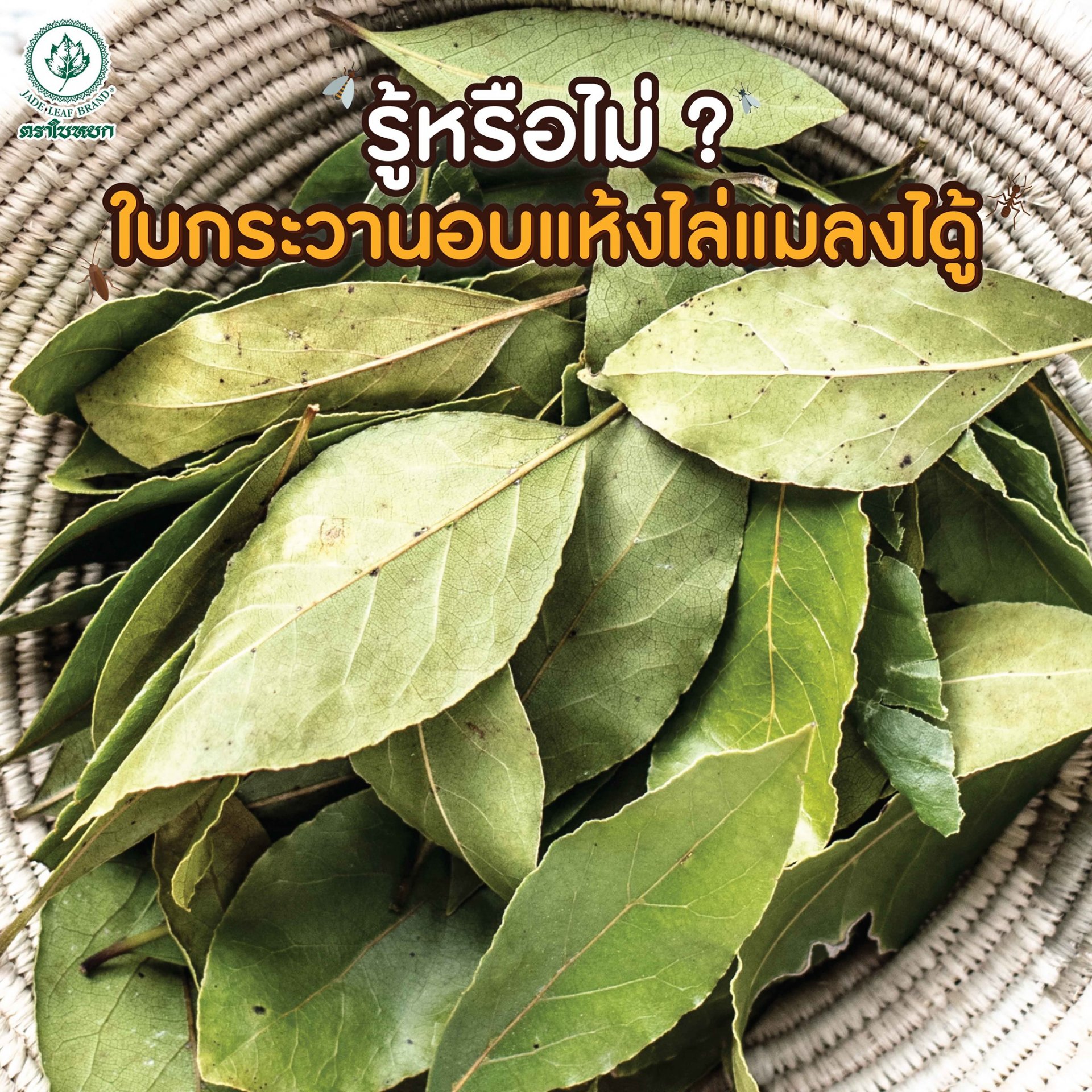 Believe or not! Dried bay leaf can ward off insects