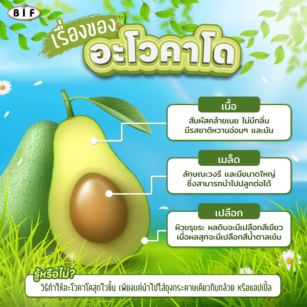 เรื่องของ "อะโวคาโด" เรื่องของ "อะโวคาโด"