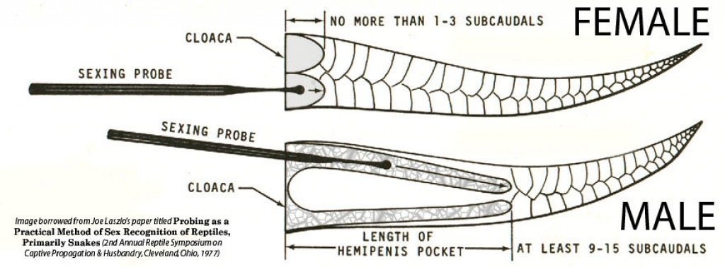 Snake Comb Test อุปกรณ์ตรวจเพศงู probe snake