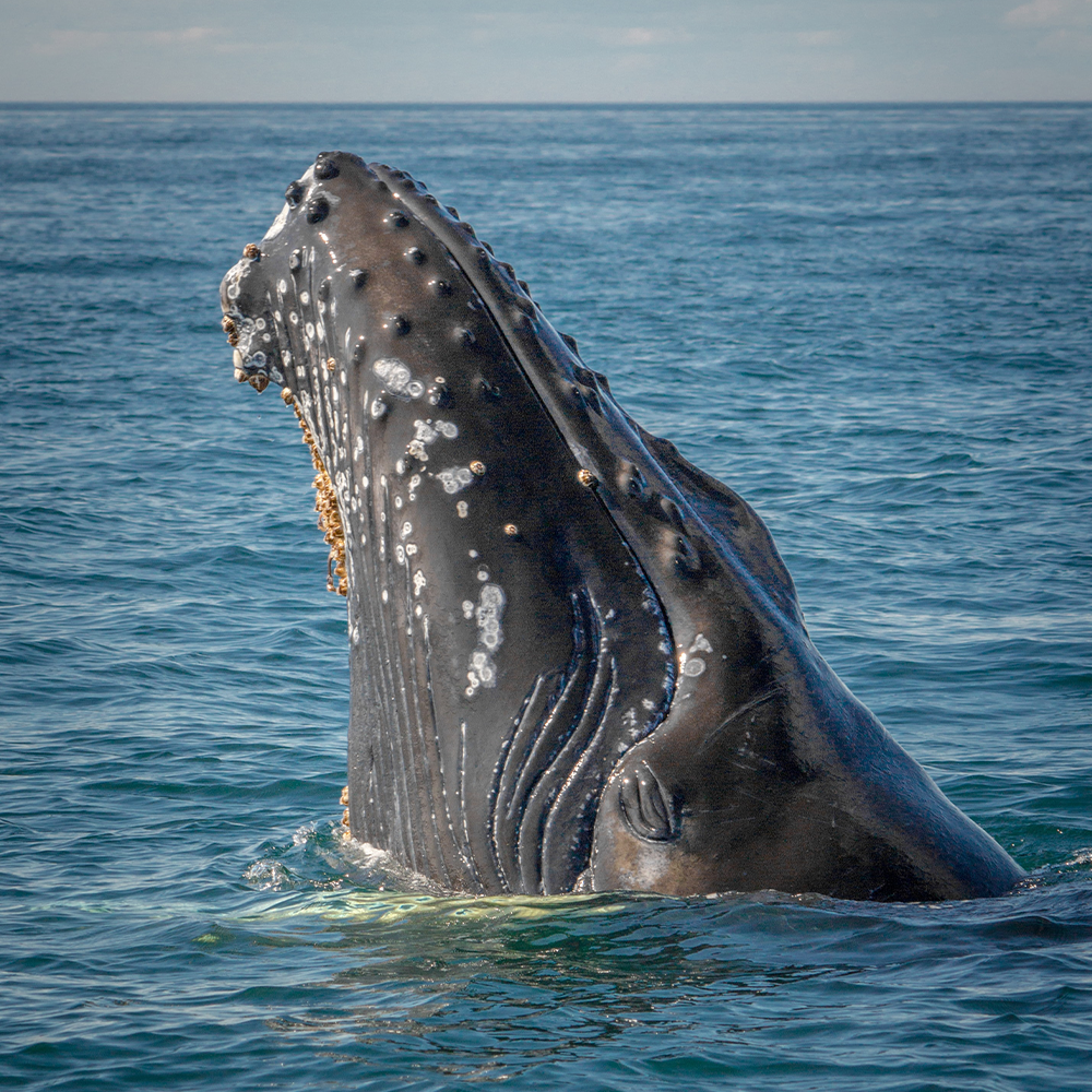 12 สถานที่ชมวาฬที่ดีที่สุดในโลก 12 สถานที่ชมวาฬที่ดีที่สุดในโลก